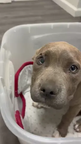 It’s been an overwhelming few weeks — and today, another baby landed in our arms fighting for her life. She was surrendered so she could have a chance, and that’s exactly what we’ll give her. Parvo is brutal, but treatable — and we’ve seen enough miracles to never stop believing in them. 