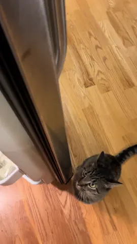 He’s always plotting something #cat #kitten #cute #cattok 