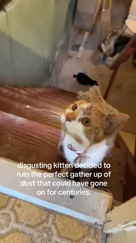 why is kitten refusing to look at camera #spirituality #kitty 