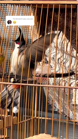 Trả lời @Lời CHÀO MÀO SAU KHI XONG LÔNG THẢ LỰC 1 THÁNG , RA LỒNG NHỎ 2 TUẦN RỒI ĐI DỢT NHẸ AE NHÉ 😘😘😘 #chimchaomao #chaomaohotdau #chaomaovip #vitamintruongtrong #chaomaobaydau 