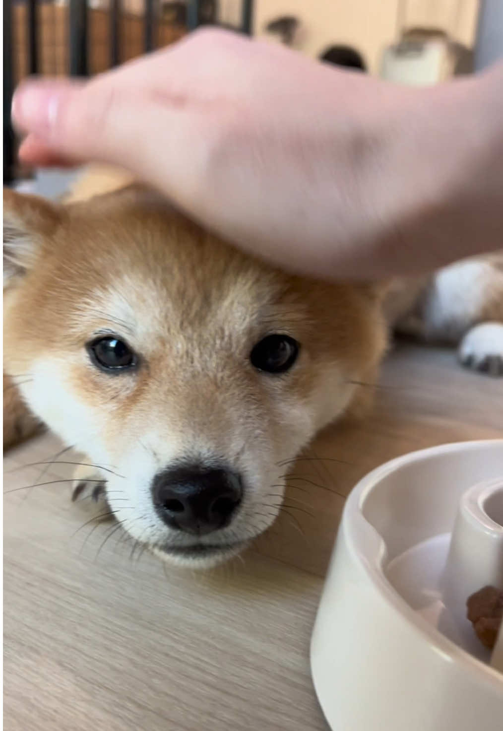 Dog petting😊 #shiba #dog #cutedog #puppy #柴犬 