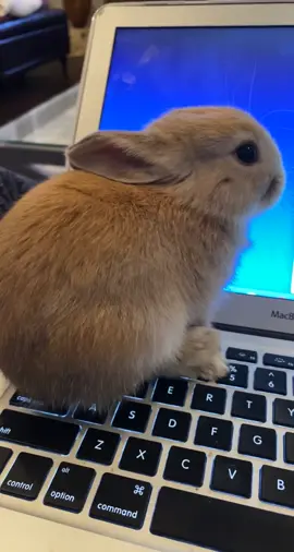 Perfect place to bathe  #bunny #netherlanddwarf #rabbit #PetsOfTikTok #fyp 