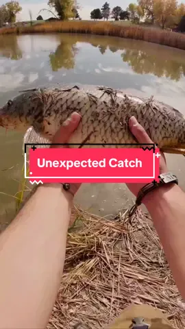 Unexpected catch Fishing the Bank 🎣 #fishing #fishtok #colorado #fish #fyp 