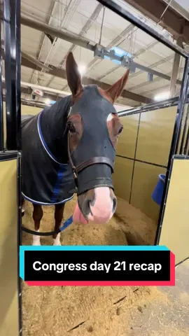 We're almost to the end! It's been so fun taking you all with me!! #allamericanquarterhorsecongress #Vlog #fyp #aqha #quarterhorse 