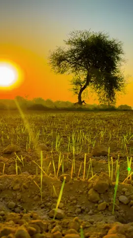 ❤️🥀🌾#pindwalay #foryoupage #tiktokpakistan #1millionaudition #communitytiktok 