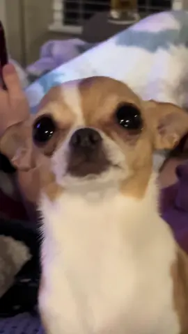 My chihuahua wants YOU to watch this 🥹💖 She says every like and comment helps her buy more treats 🍪🐾 #chihuahua #teacupchihuahua #spoileddog #dogcrying 