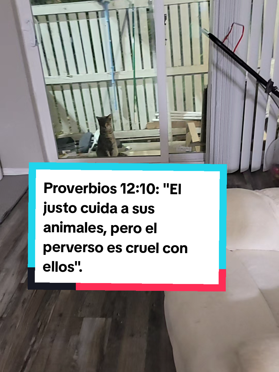 #gatos1982 #mascotas #viral #fyp 