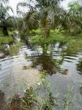 Info Lahan kalian banjir kah ? 