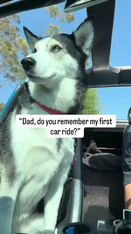 She’ll forever be my puppy #cartok #corvette #cartiktok #carsoftiktok 