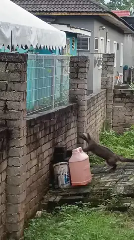 mcm tu rupanya musang bawak anak😆 #musang#Anakmusang#rumahjiran