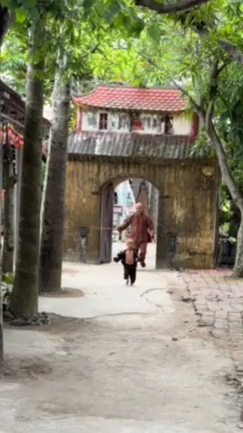 Tôi cố chạy chậm lại… để nó không bị roi. Nó vừa chạy, vừa ngoái đầu nhìn lại — ánh mắt nó trong veo. Có lẽ trong khoảnh khắc ấy, nó nghĩ: “Ông thầy ngày nào nuôi nó từ lúc ẵm ngửa, giờ đã già rồi…” Có những kỷ niệm tưởng chừng nhỏ bé, nhưng lại khiến lòng tôi chùng xuống. Thời gian trôi đi, mạng sống con người cũng ngắn lại. Bao năm qua, tôi chỉ mong nuôi chúng nó nên người, biết điều thiện, biết thương người, biết nghĩa biết ân. Mọi nhọc nhằn của tôi bây giờ — chỉ mong sau này khi chúng nó khôn lớn, chúng nó cũng ngoái đầu nhìn lại và khẽ gọi hai tiếng: “Thầy ơi…”#thichgiactam#chuacamla#trend #xuhuong #trungthu2022 