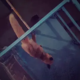 #CapCut #fyp #рекомендації #глобальныерекомендации #fyyp 