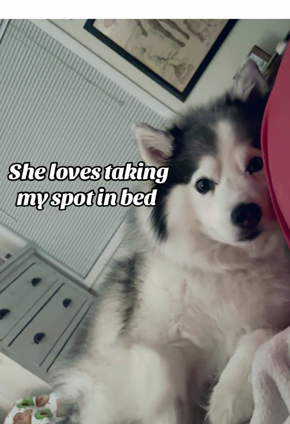 Luna loves to steal my spot. I guess I can let her 😆 #dogsoftiktok #cutiepie #huskylife #doggos #foryoupage 