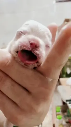 #tiktok #foryou #生まれたばかりの犬です #乳を吸う犬です #生まれたばかりの #生まれたばかりの犬 #母乳を飲む音 #母乳を飲みます #眠る #犬 #犬のいる生活 #犬のいる暮らし #犬が反応する音 #犬好きと繋がりたい #生まれたばかり 