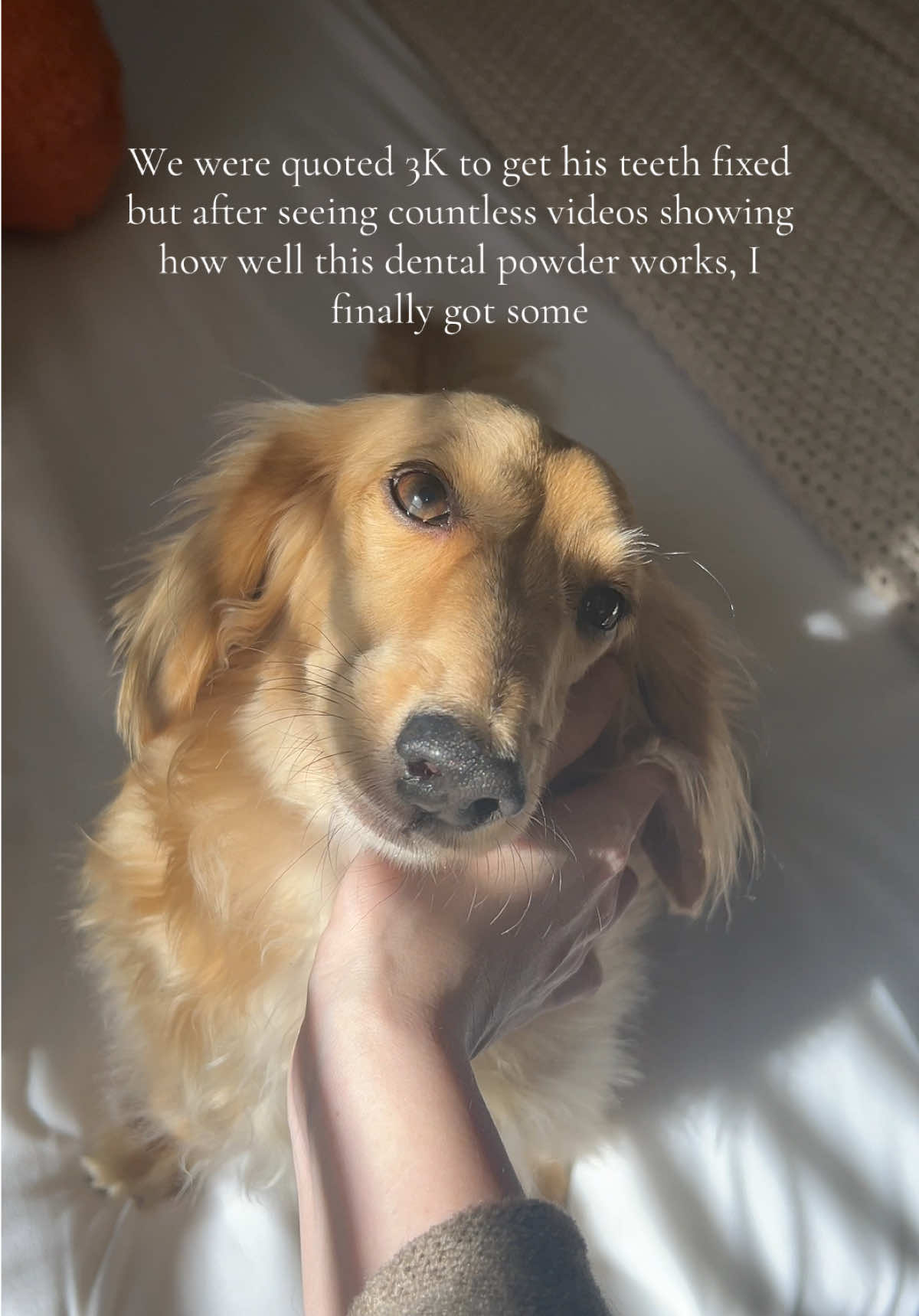 My baby🥹 After all the 5 star reviews I read, we’re giving this a go before surgery 🤞🏼 #dentalhealth #dogdentalhygiene #dogsoftiktok #teethextraction #healthydog