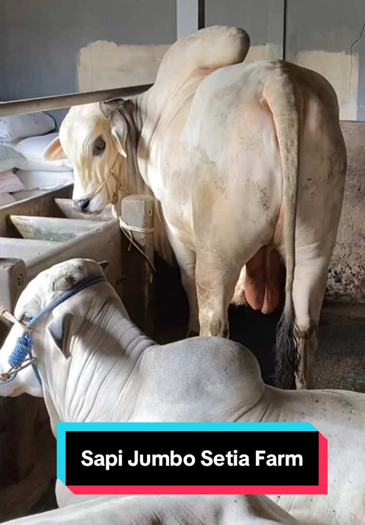 Sapi Setia Farm baru #sapi #setiafarm