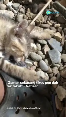 Eh ehhh dia ni !  Video: anaa0754 #ohbulan #tikus #gigit #kucing