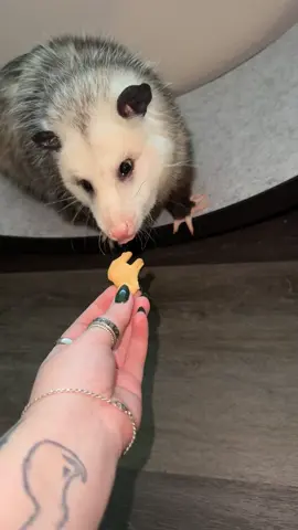 #opossum #fyp #wildlife 