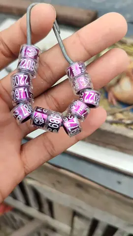 pemasangan ring si 26 bosku  #merpatibalap #merpatisprint #fyppppp #fypシ 