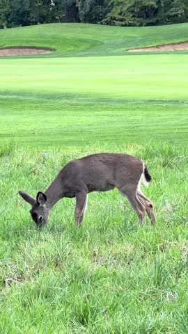 Love watching the baby animals 💜💜💜 #babydeer 