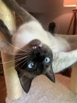 My little weirdo #catsoftiktok #catslovers #siamese #fyp #cutecat 