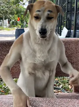 🤫 #xh #vairal #dogfunnyvideo #funny #dogfunnyvideo 