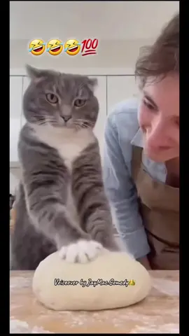 Cats #fypage #petlife #funnyvideos  #funny 