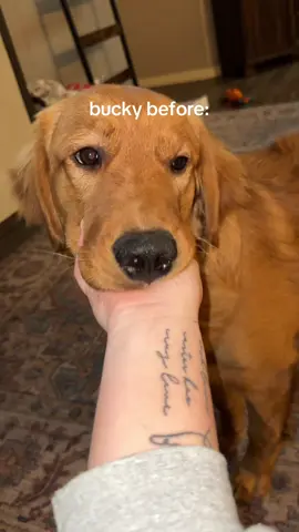 just a golden boy & his little mutt sister 🫶🏼✨  sometimes i think he misses a quiet life without his sister bugging him 😂😅 #goldenretriever #stberdoodle #dogtok 
