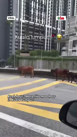 24 Oct 2025: Only in KL, where even the cows decided to join the traffic jam. Looks like these moo-vers are taking their own sweet time to cross the city. Next time you’re stuck in traffic, don’t be surprised if your “neigh-bours” are cows! #theSun #theSunMY #MooInTheCity #CowCrossing #MooVingSlowly
