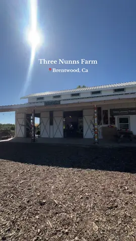 One of the best pumpkin patch’s in the Bay Area.  #bayareapumpkinpatch #bayarea #pumpkinpatch #pumpkinseason  
