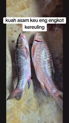 mangat meukeutam bate teh