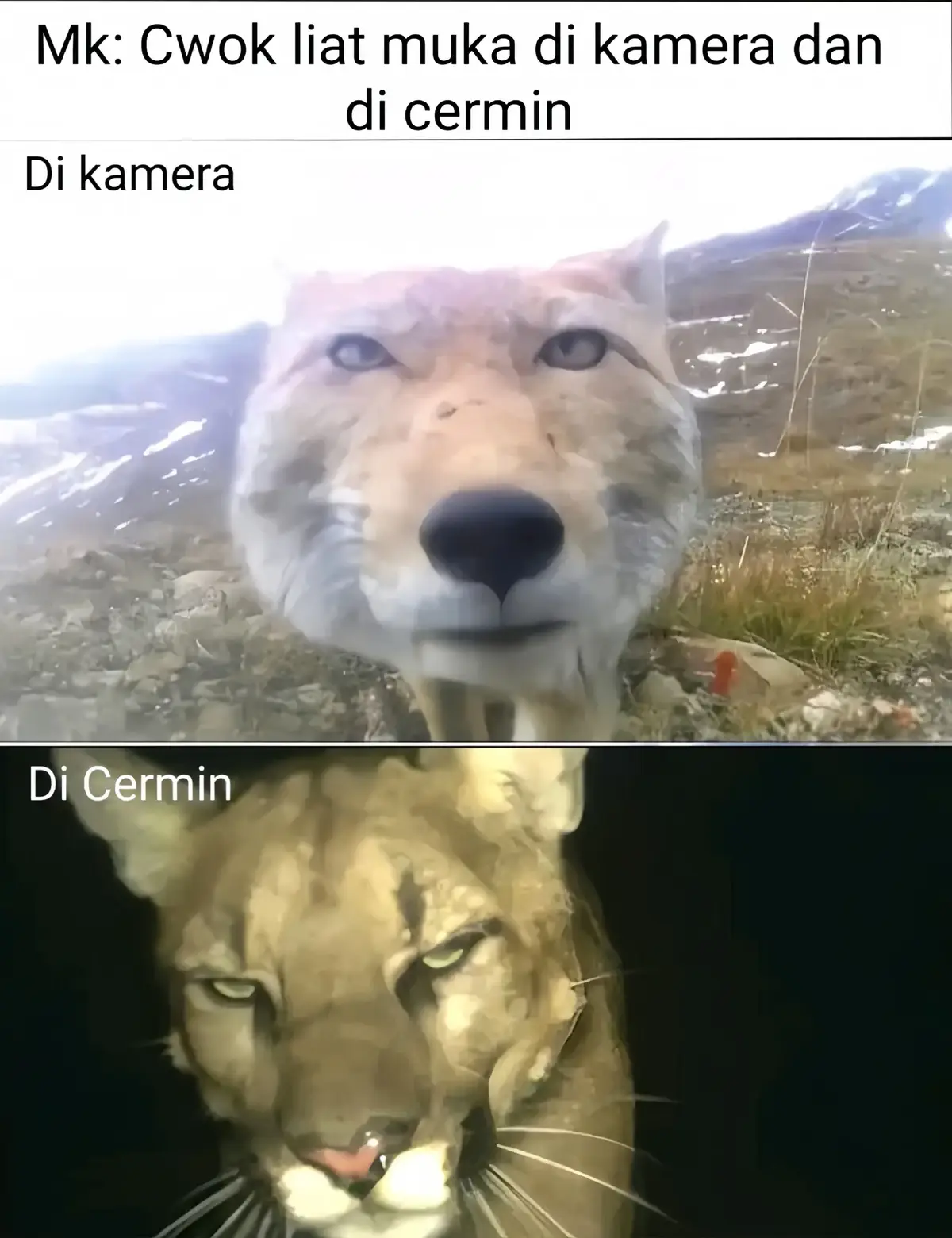 Aura nya berbeda.  #hewanlucu #hewandidunia #faktaunik #fyp 