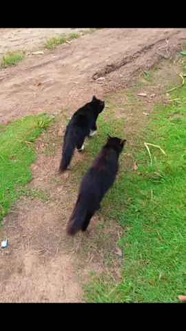 sombong banget khakhak ireng ini🐈‍⬛ #fyp #kucing #viral #kucinglucu #lewatberanda 