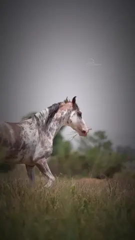 #frasesconcaballos🐎🐎🐎❤️  #paratiiiiiiiiiiiiiiiiiiiiiiiiiiiiiii  #creatorsearchinsight  #🍀🐎 