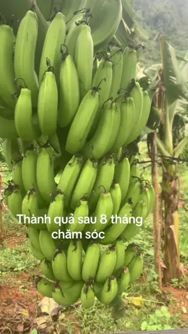 Chuối sắp được thu rồi 
