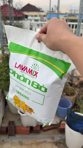 Phân bò bón cho cây trồng #phanbodaquaxuly #phanbohuuco