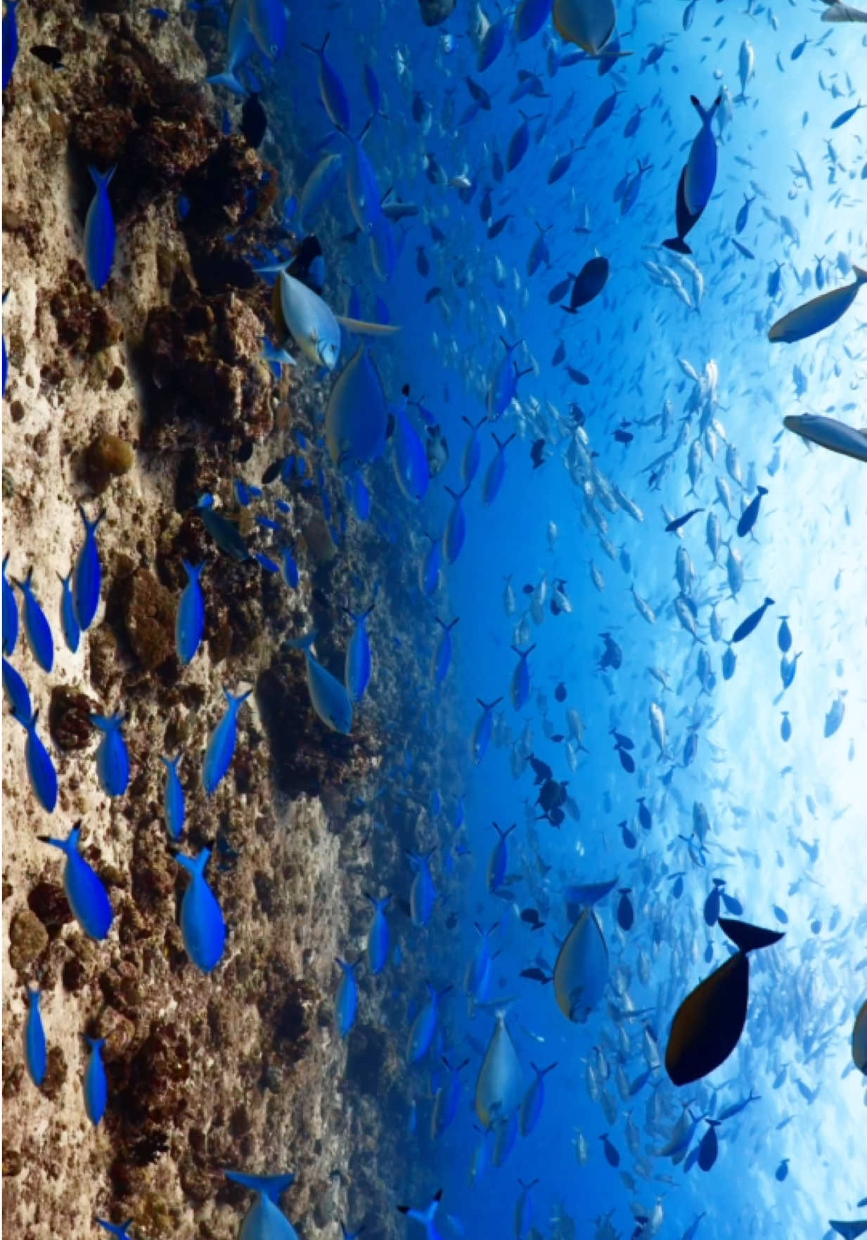 Beautiful fish swim freely, creating a peaceful rhythm beneath the waves 🐠🌊✨ #Fish #Underwater #Ocean #Relaxing #Nature