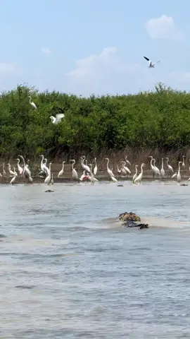 Rồi rồi tới luôn#zulutiktok #xuhuong 