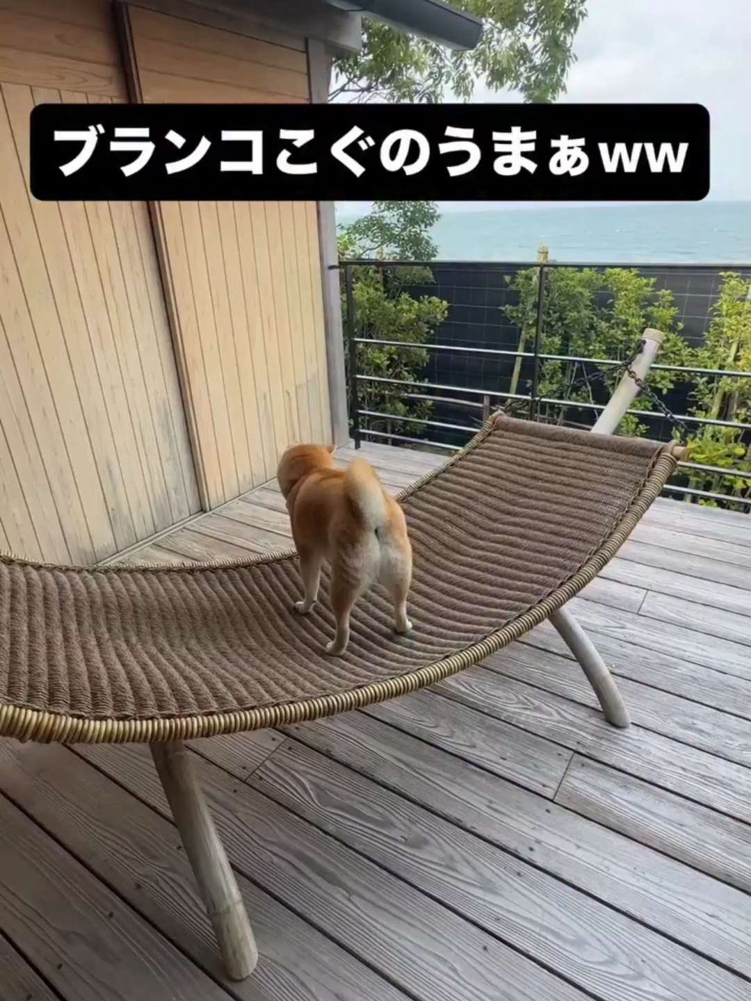 ブランコこぐのうまぁｗ/自称豆柴のふじ🐕 怖かったのか、この後はブランコに近づかなくなったとの事ですｗ  真顔だから怖がってるとは思わなかったですよね🤣    instagram:@yamada_fuji_  他にもおもしろい動画やほのぼのとした日常を掲載されてるので、是非ご覧になって下さい😊   ワンclickワンlifeでは保護犬活動、被災犬、盲導犬協会を支援活動を行っています。 あなたの動画再生が恵まれないワンちゃんを救います。 是非チャンネル登録よろしくお願いします✨ #shorts #柴犬 #shibainu #shiba　#豆柴