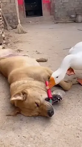 Chú vịt tinh nghịch#xuhuong #viral #cat #dog #duck 