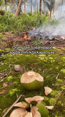 #🌴🌴🌴 #petanikelapa🌴🌴 #petanimuda #fyppppppppppppppppppppppp 