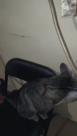 He lays there as if 2 say