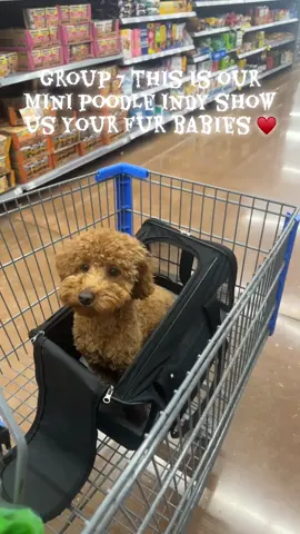 Our Mini Poodle Indy 🤎🧸 #fyp #fypシ #october #group7 #viral 