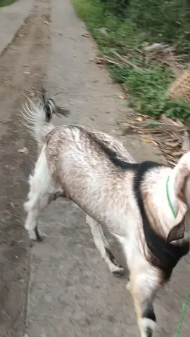 masih imut-imut juragan #peternakmuda #sobatngaret #kambingjawarandu #kambingjumbo #peternakpemula #kambing 