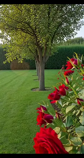 #CapCut #buenosdías #felizviernes #felizfindesemana #bendiciones🌹❤️🙌🏻🙌🏻🙏 