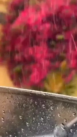 ❤️‍🩹 #rainyday #hiddenworld66 #🥹 #foryoupage #1million @TikTok @TiktokPakistanOfficial 