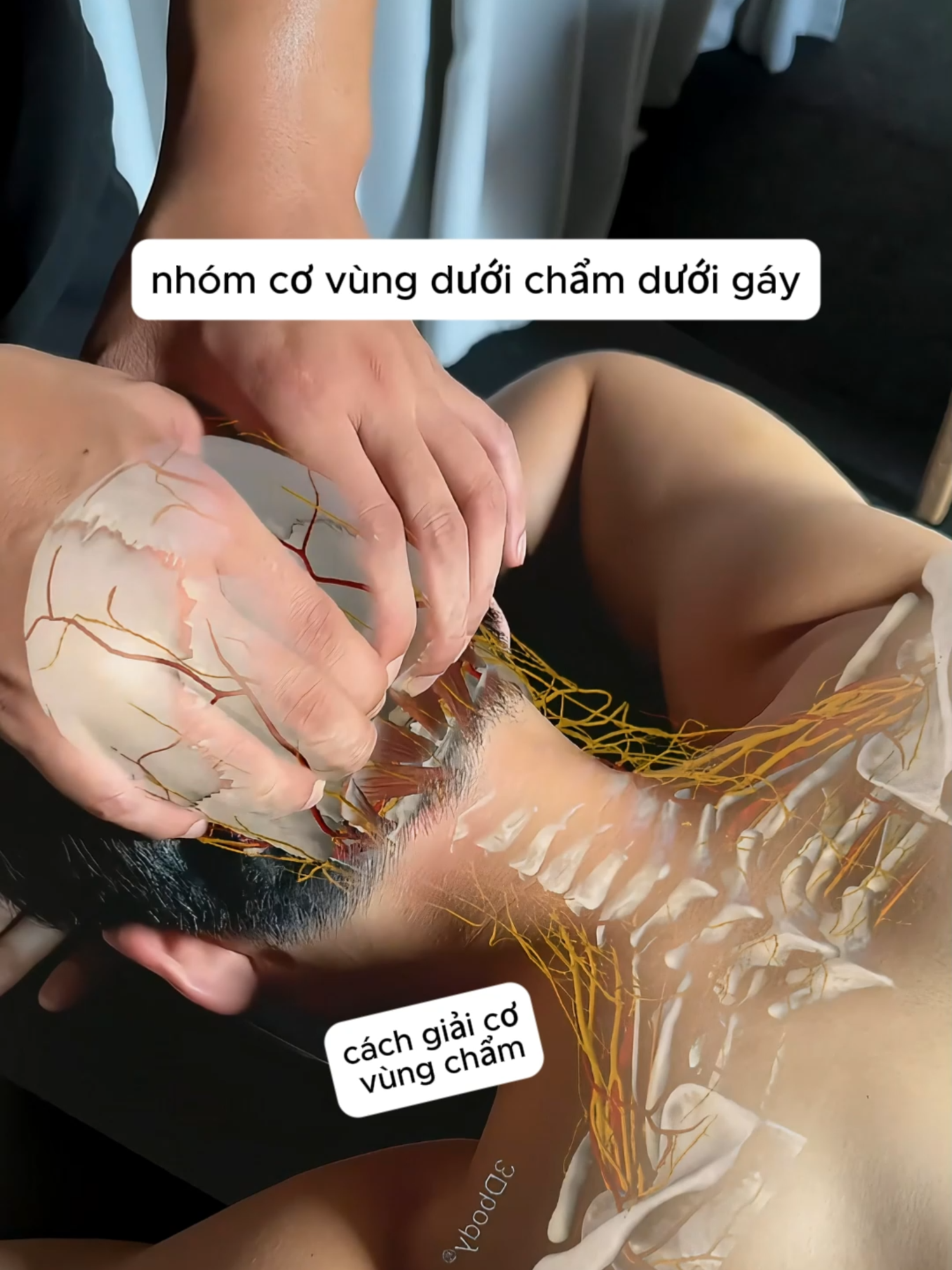 Cách giải cơ vùng chẩm ( dưới gáy ) #giảicơchuyênsâu #chiasekienthuc #trịliệuvaicổgáy #coxuongkhop #trilieuvientam