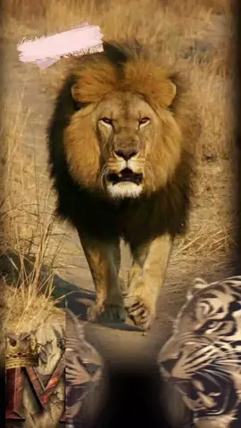 #CapCut #متابعه_لايك_كومنت_اكسبلور_فضلا_وليس_امر #تصميم_فيديوهات🎶🎤🎬 #اعادة_النشر🔃 #حط_صورتك_ومبروك_عليك_التصميم✍️ 