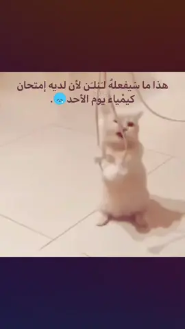 أنقِذوه 💔. #لـَنلـَن #امتحانات #friends #Cats #Love 