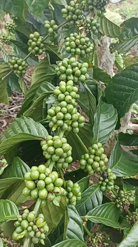 klon mistar di ulubelu tanggamus. #KPKMulubelu #viral #fyp 